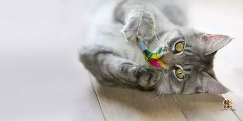 The Best Toys for Felines